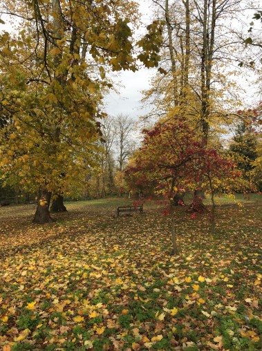 Leaves at Headington